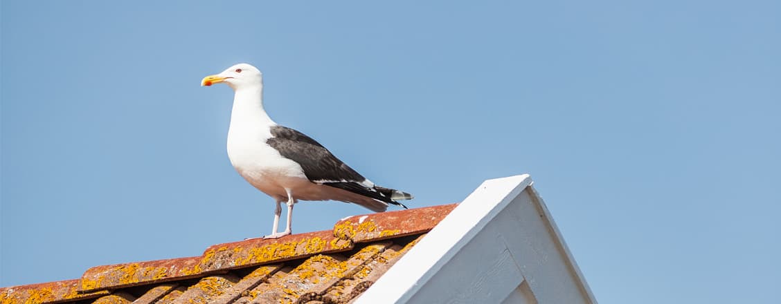 fiskmås på tak mot blå himmel