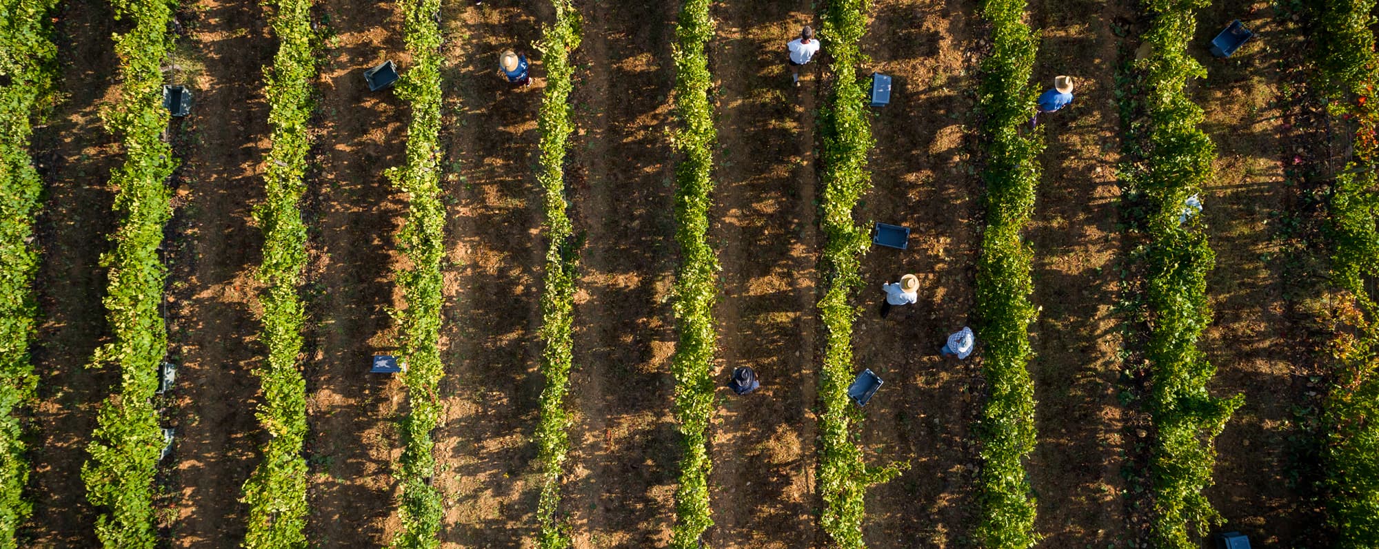 Drönarbild tagen rakt uppifrån på vingård i POrtugal. Mellan rankorna skymtas skördearbetare.