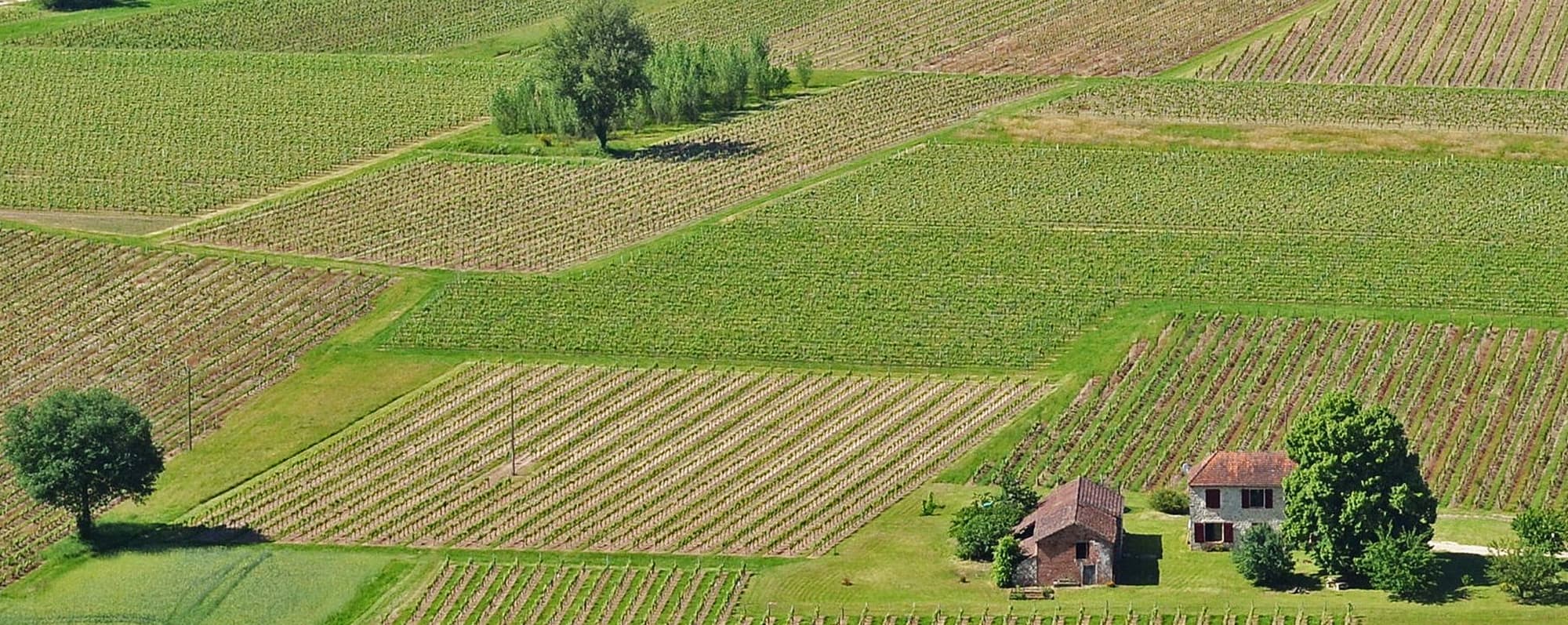 Flygbild över stora fält med gröna vinstockar i Frankrike Sydväst. Mitt i vingården ligger ett litet hus.