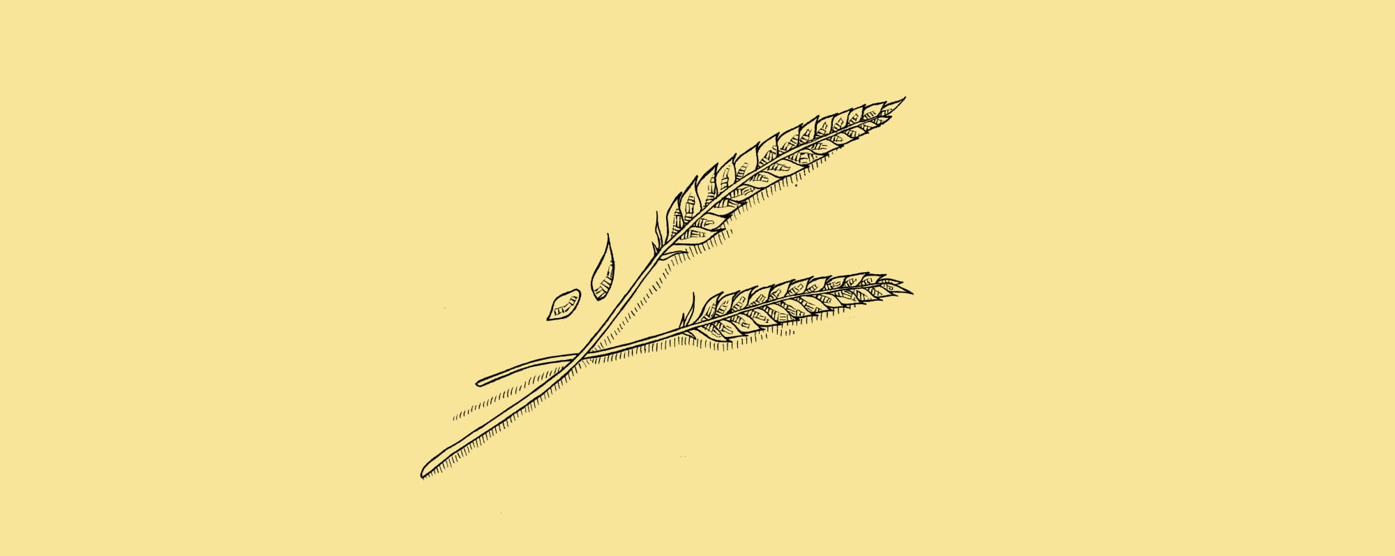 Handtecknad illustration av vete.