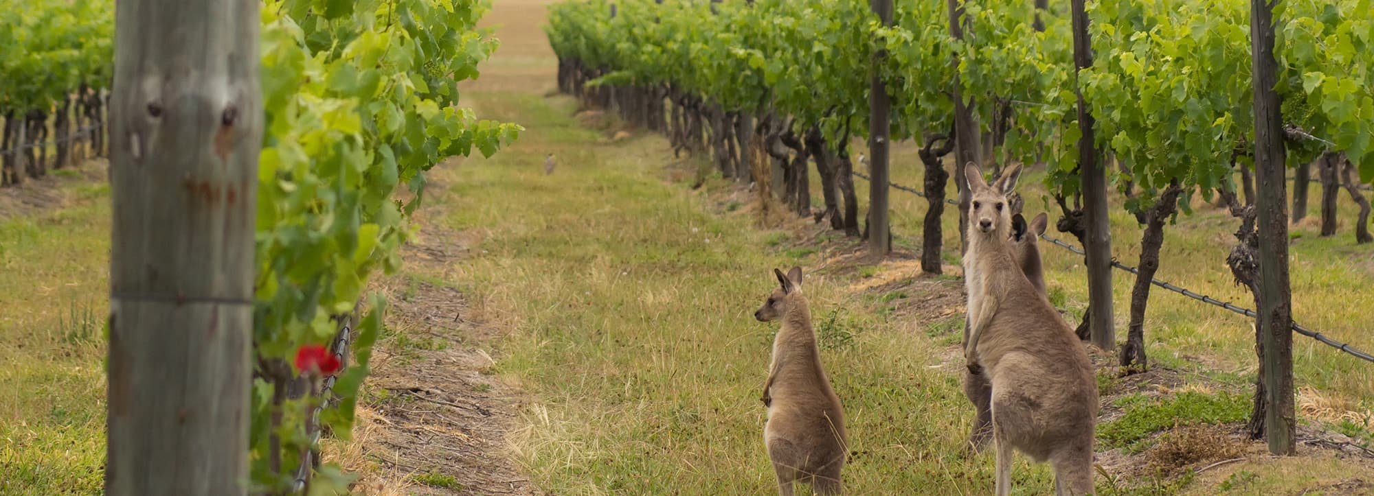 Australien