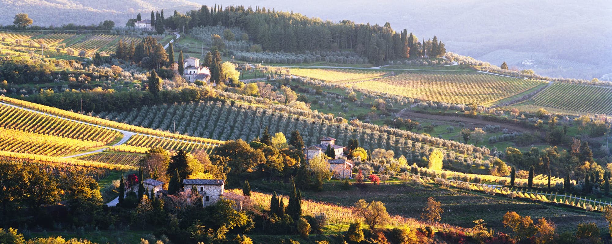 Vinodlingar i kulligt landskap i Toscana.