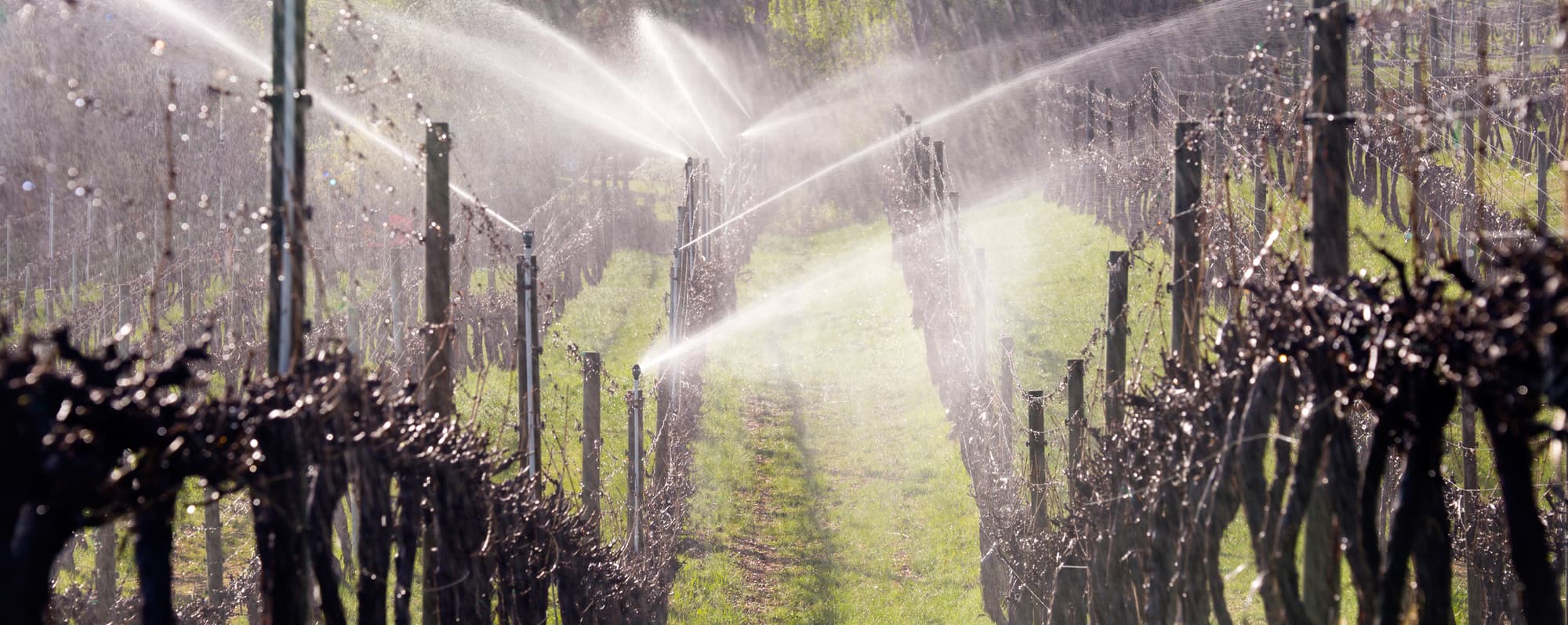 Höga vinrankor i Kanada som bevattnas med sprinklers. Vattnet glimrar i solen.