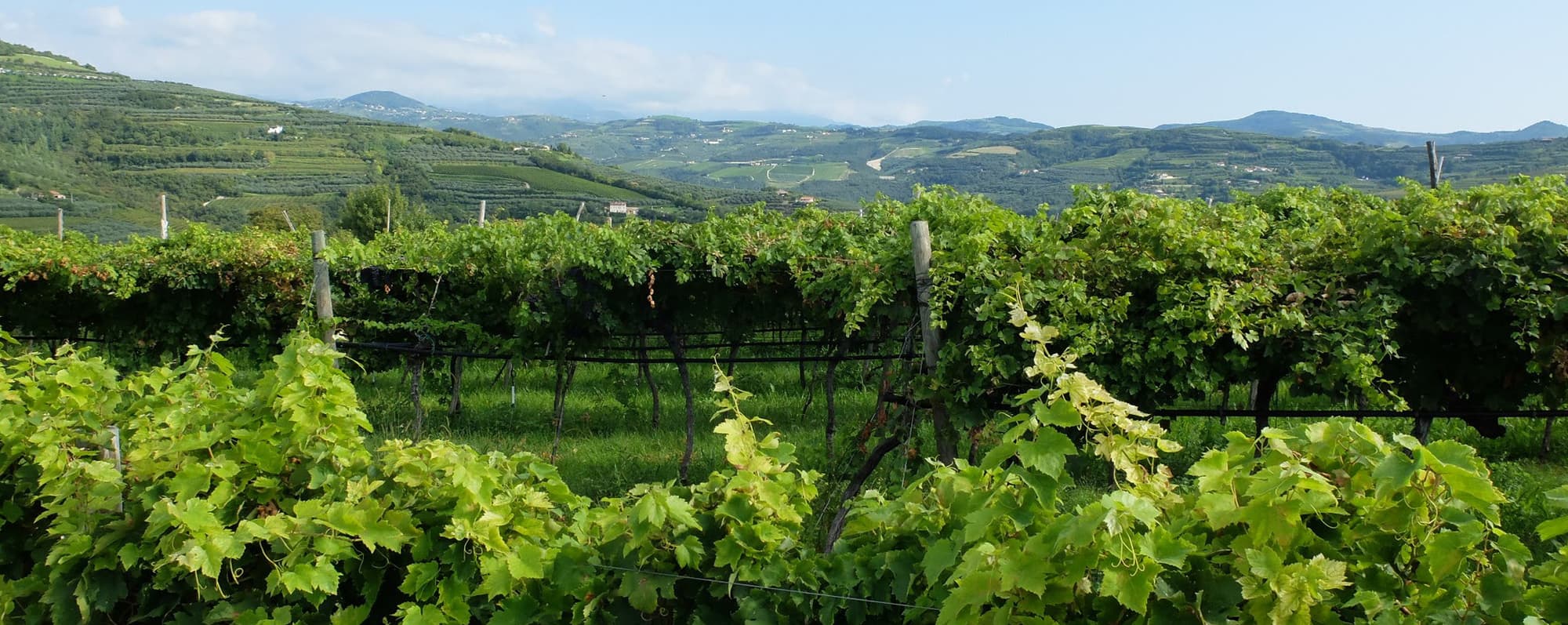 Vinrankor på kullarna i nordöstra Italien.