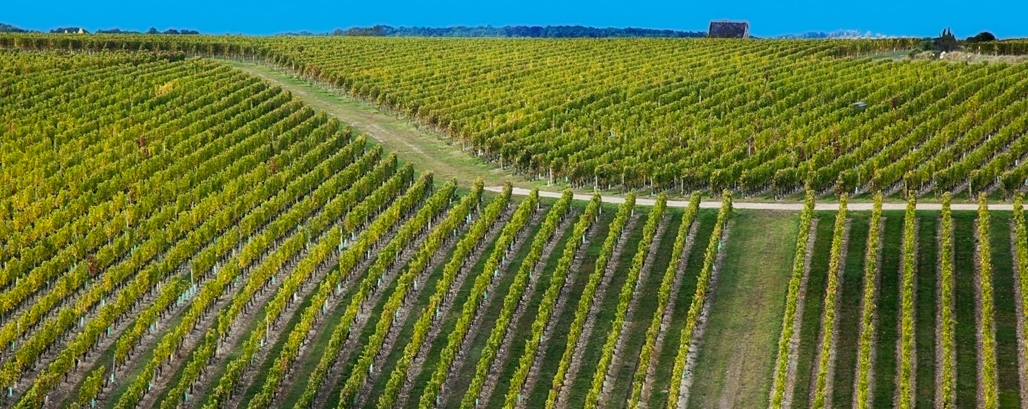 Panorama över vidsträckta vinodlingar bland berg och dalar i Touraine.