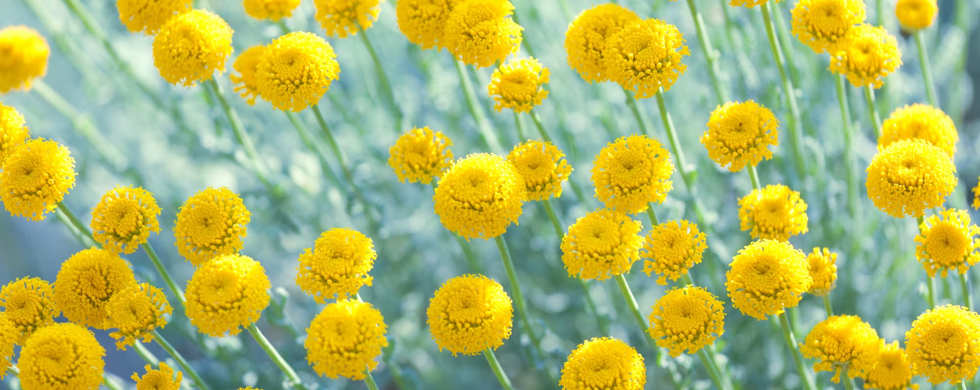 Närbild av gula malörtsblommor för tillverkning av vermouth.