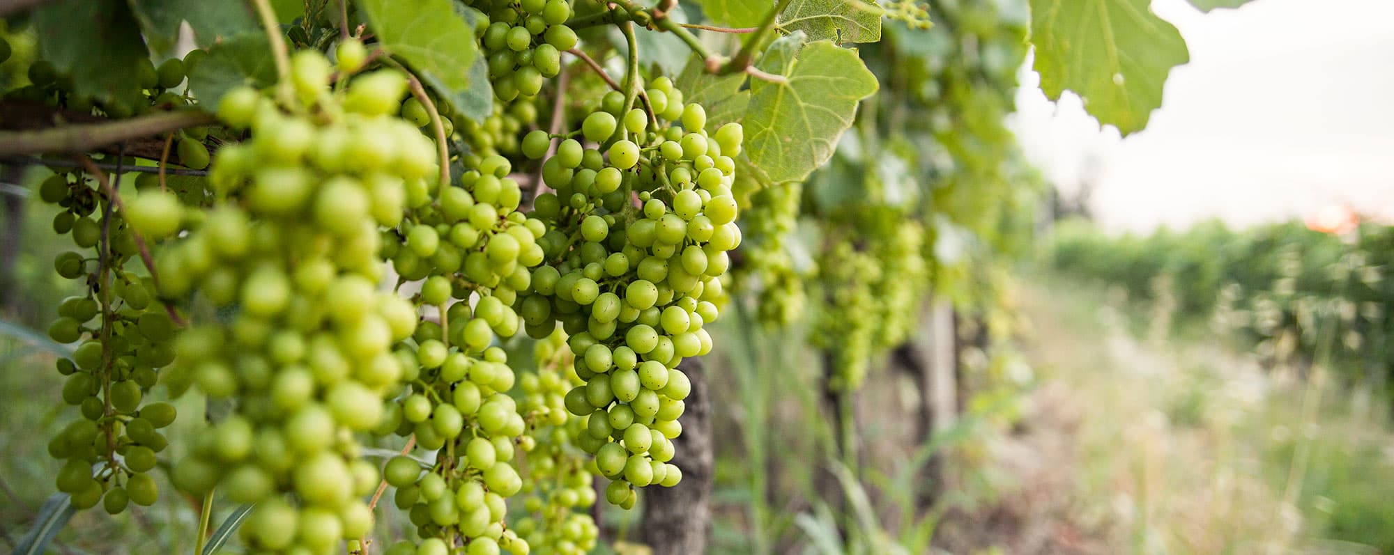 Grenache blanc