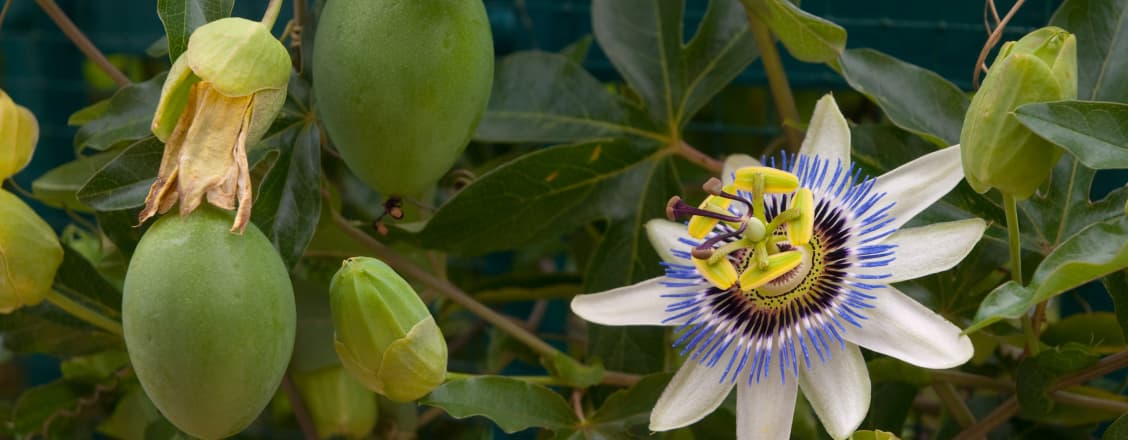 Passionsfrukt växer bredvid blomma