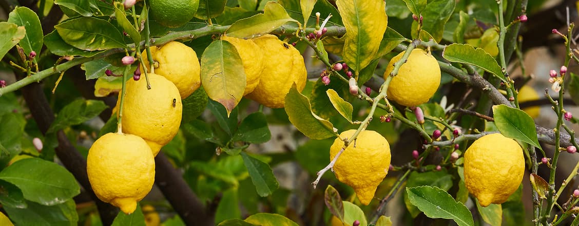 Citroner som hänger från gren