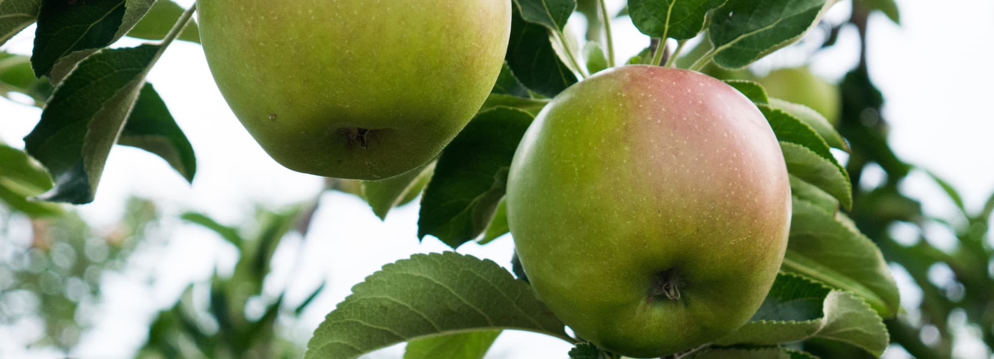 Apple Twist