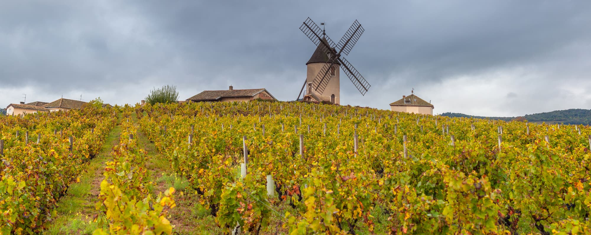 Vinodling i Beaujolais nära en berömd kulle med väderkvarn.