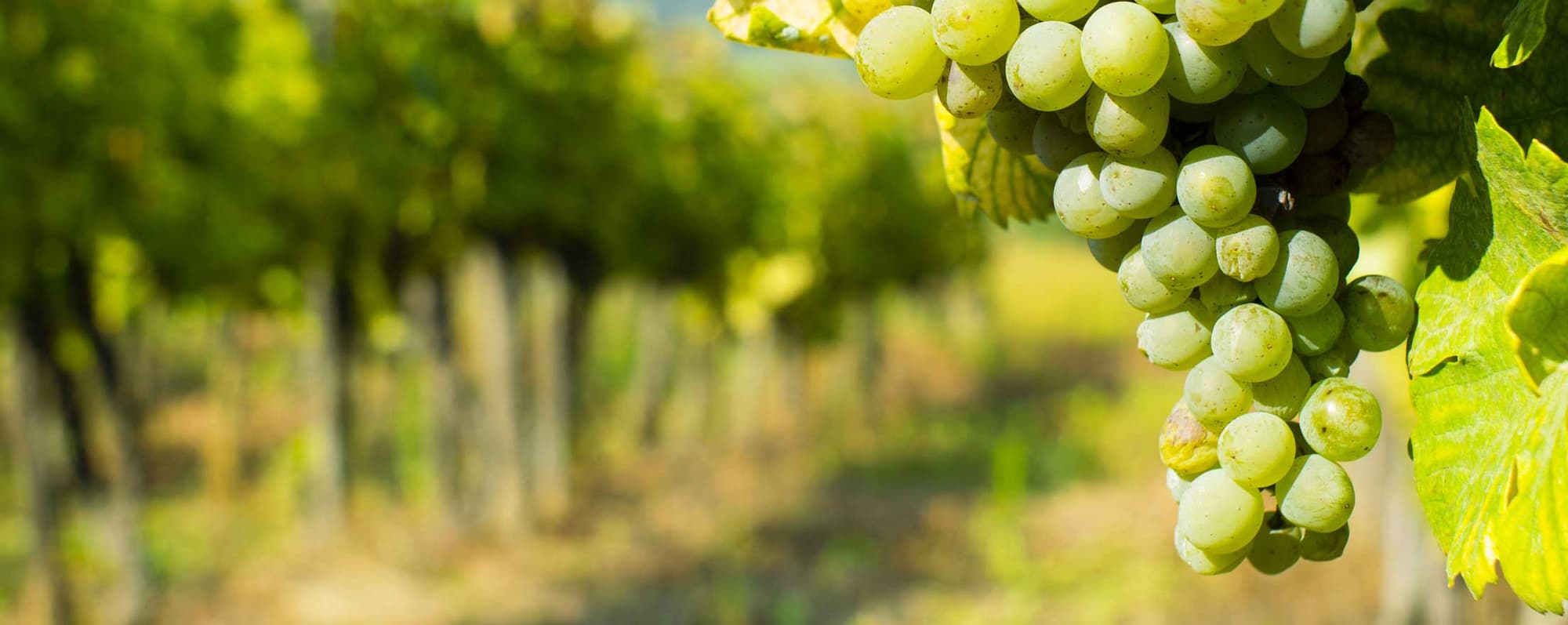 Mousserande vin provning: Närbild av grön druvklase på vinranka.