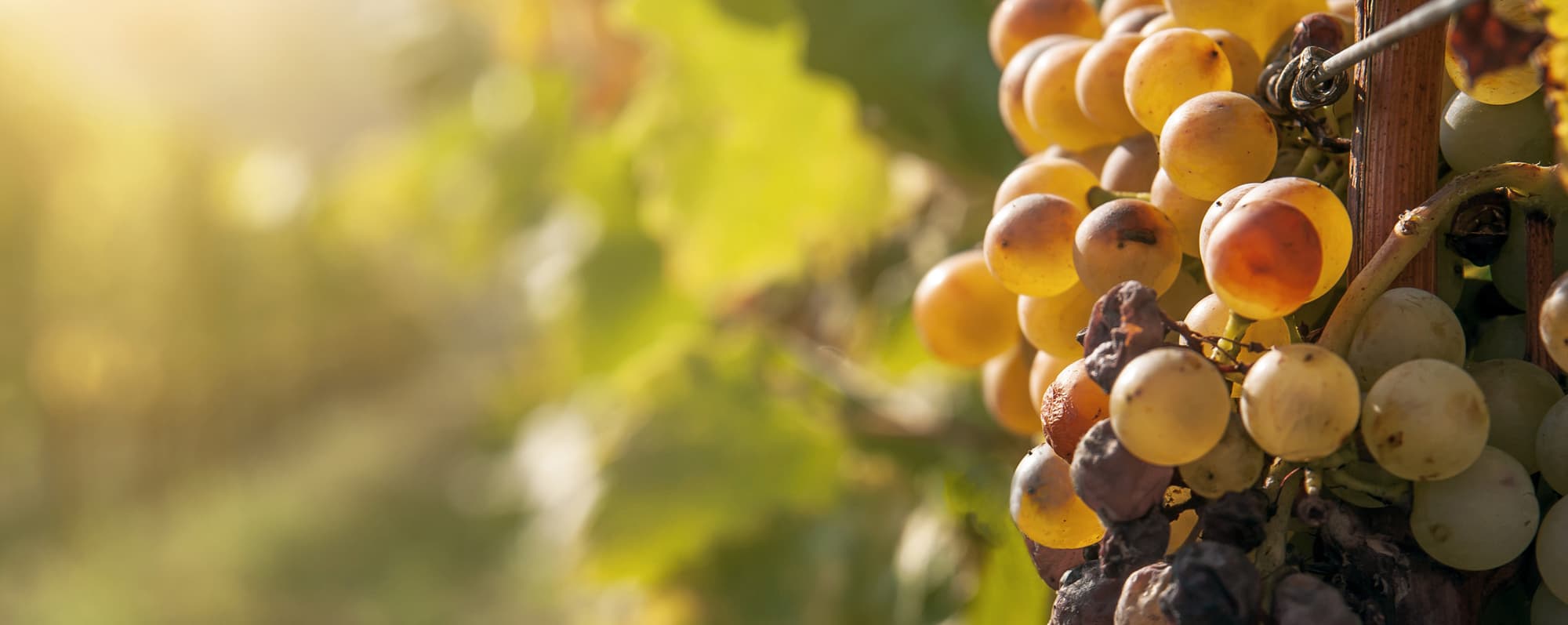 Socker i vin: Närbild av botrytisangripen vindruvsklase.