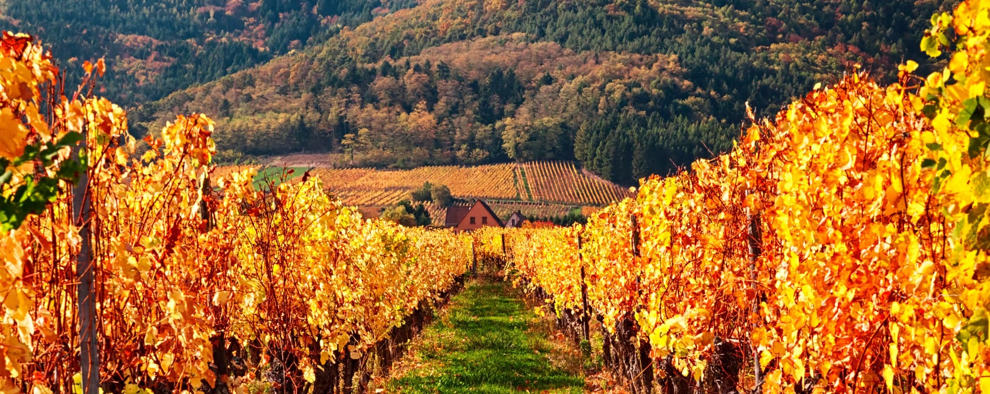 Vingård i Alsace på hösten.