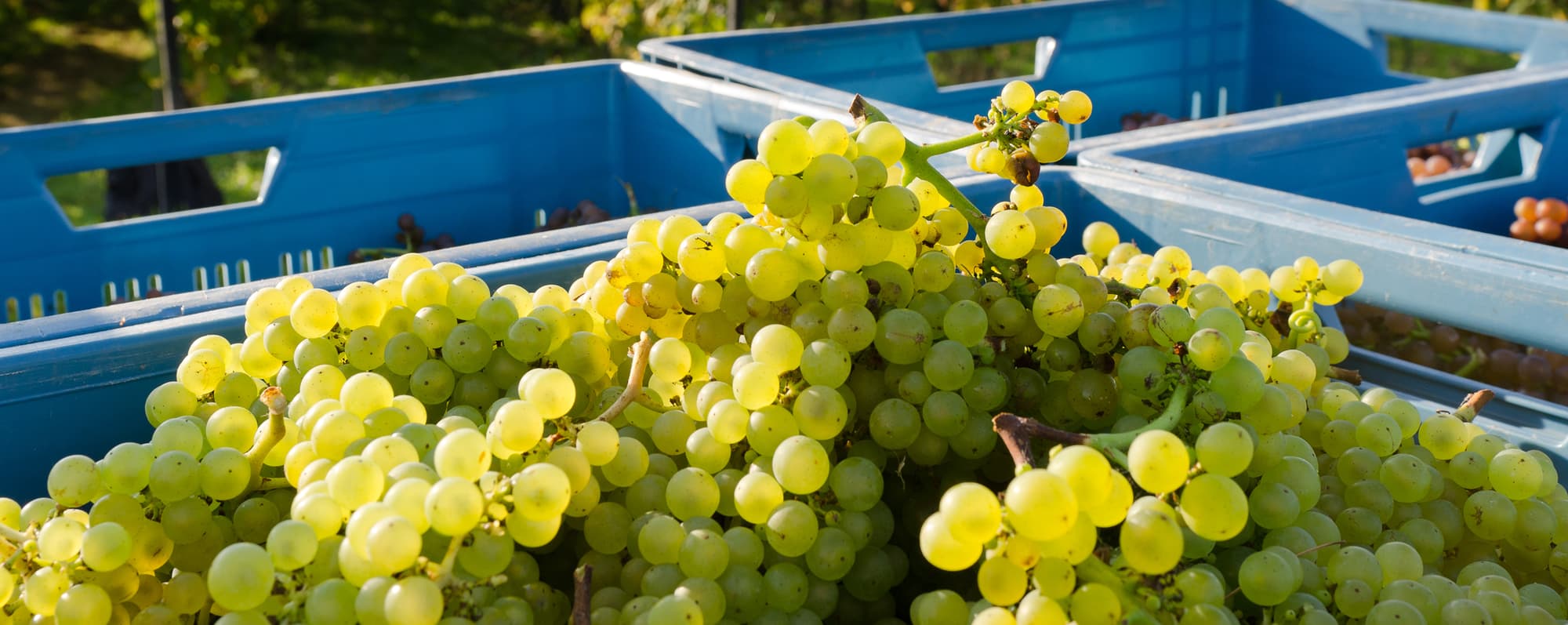 Tillverka vitt vin: Gröna druvklasar i plasthink.