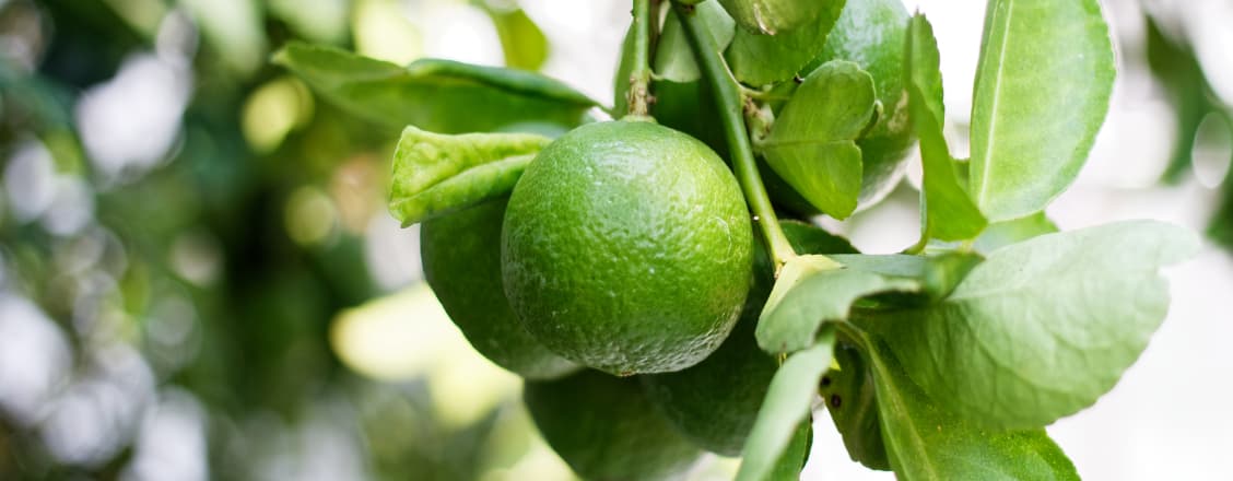 Lime som växer på kvist i närbild