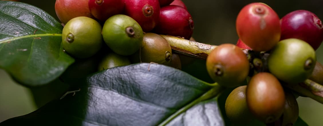 Växande kaffebönor på gren