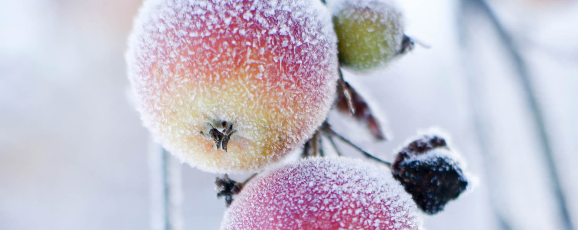 Frosttäckta äpplen på gren.