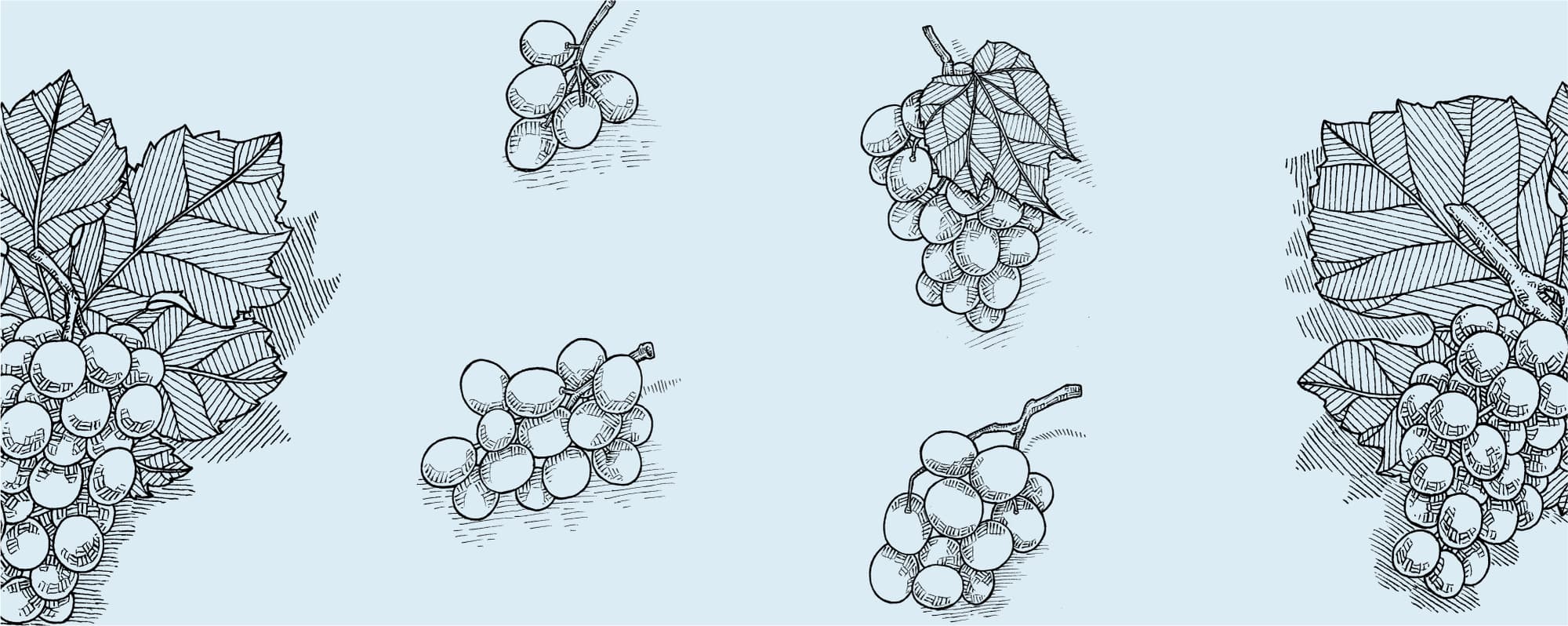 Illustration med olika druvsorter.