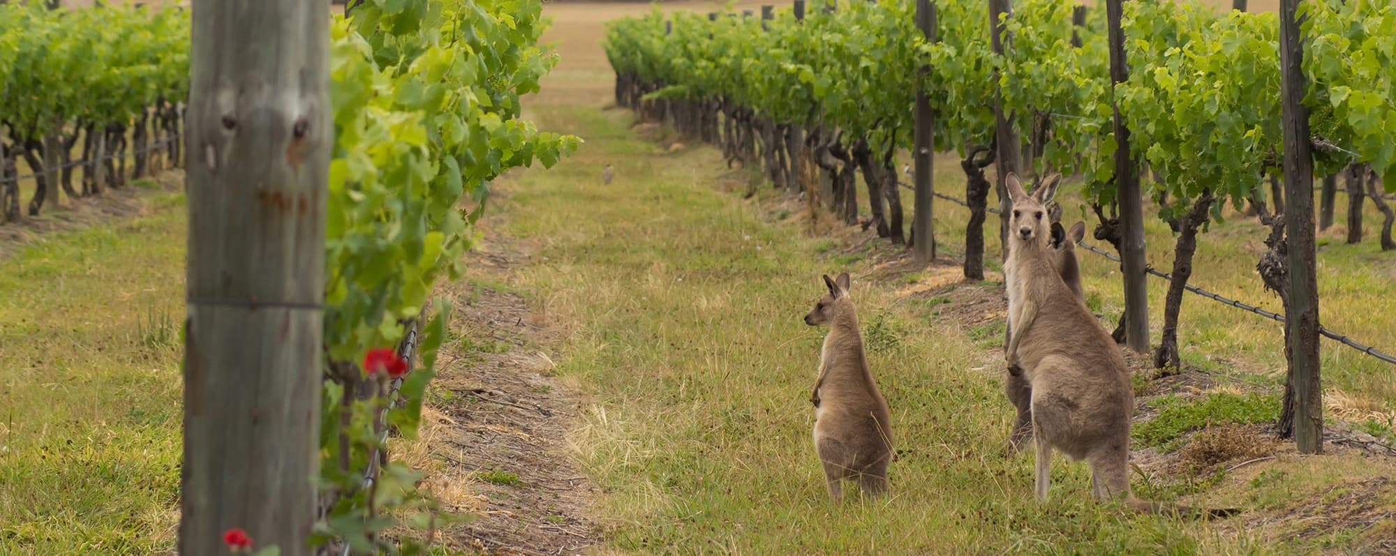 Två kängurur mitt i vinodling i Australien.