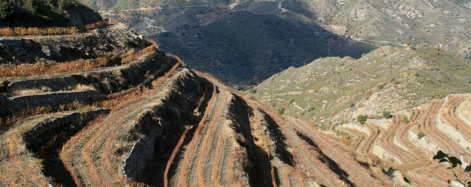 Terrasser med avlövade vinrankor i bergslandskap på Cypern.