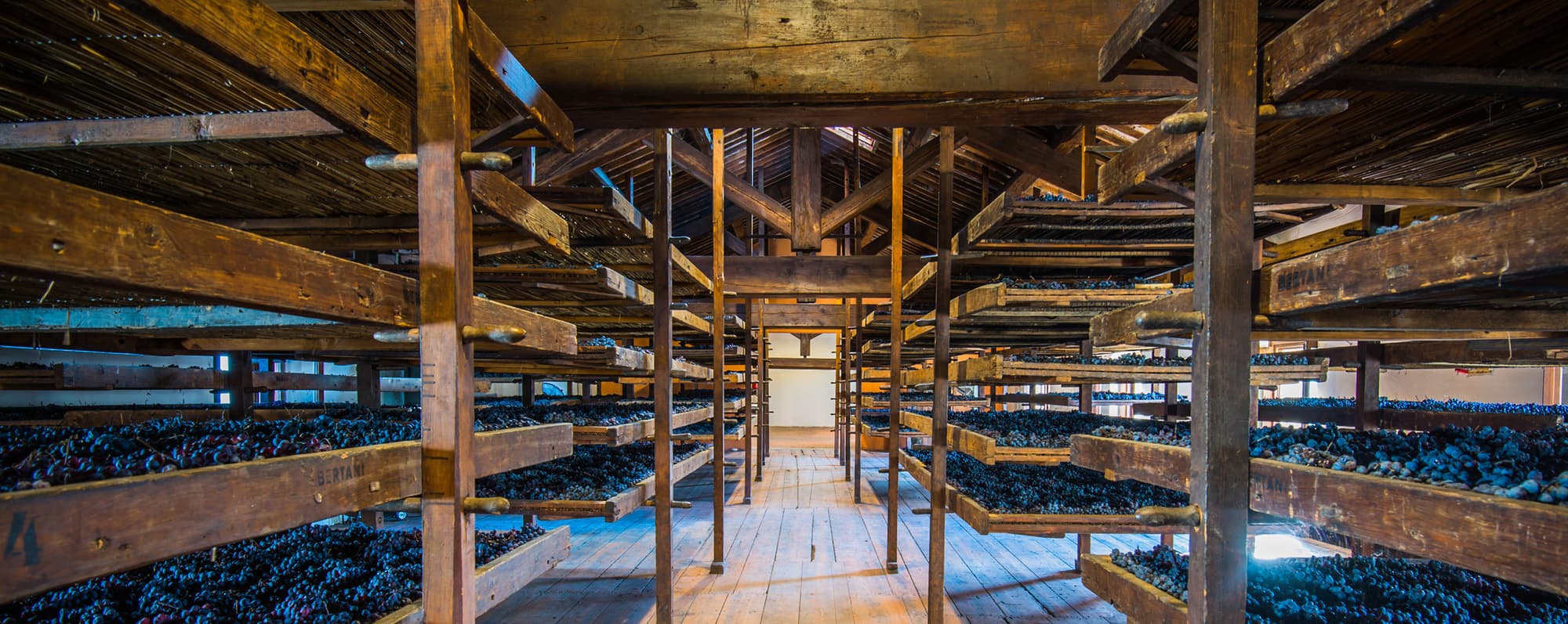 Blå druvklasar som torkar på träställningar innan de blir till amarone.