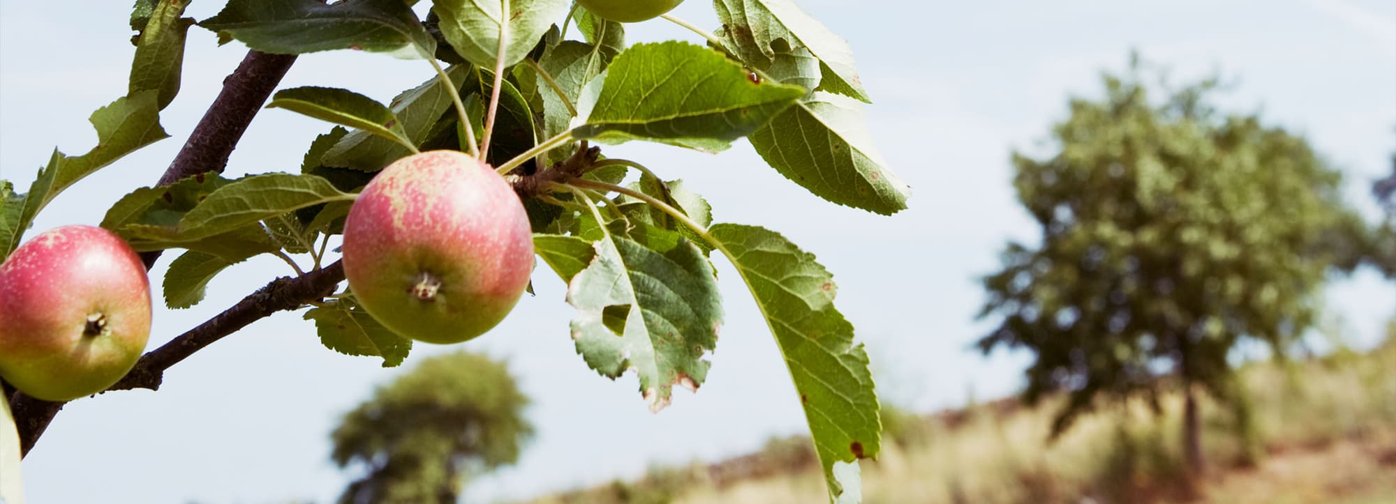 Spansk cider – torrt från Asturien