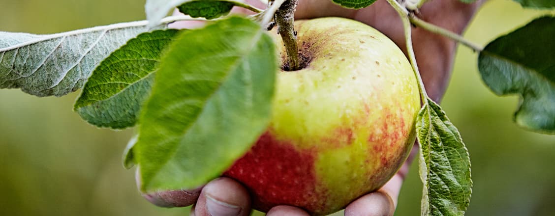 Äpple närbild