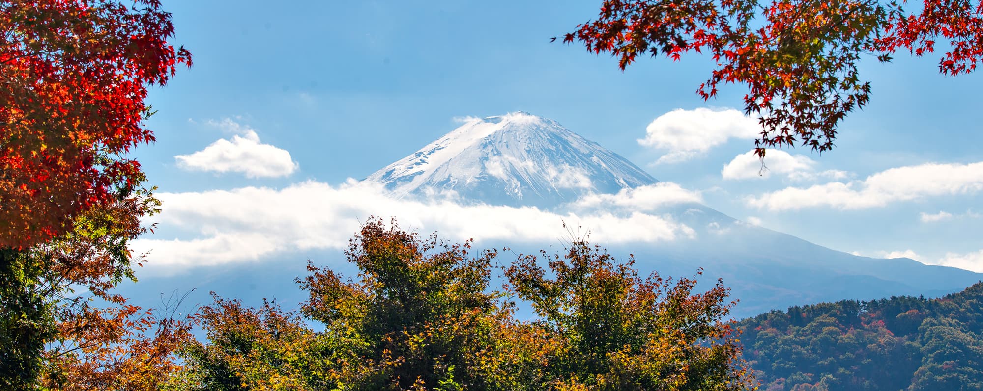Berget Fuji i Japan i bakgrunden. I förgrunden körsbärsblom.