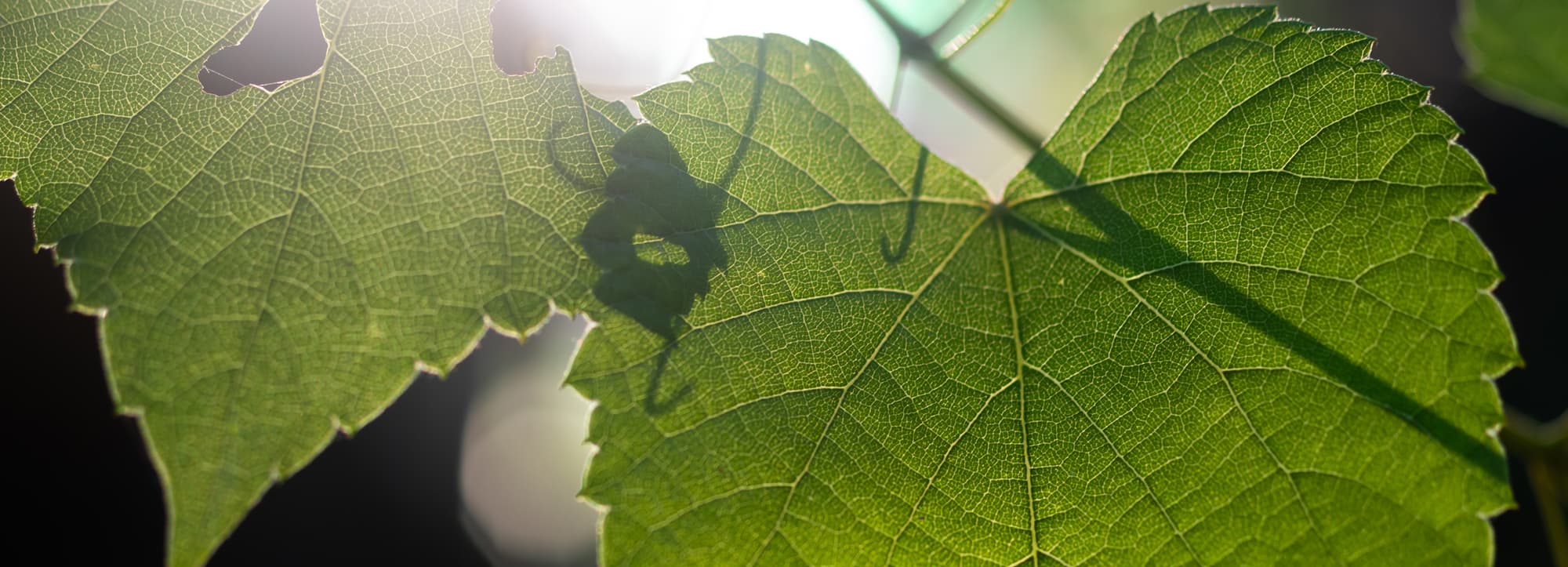 Ekologiskt vin – odling utan kemikalier