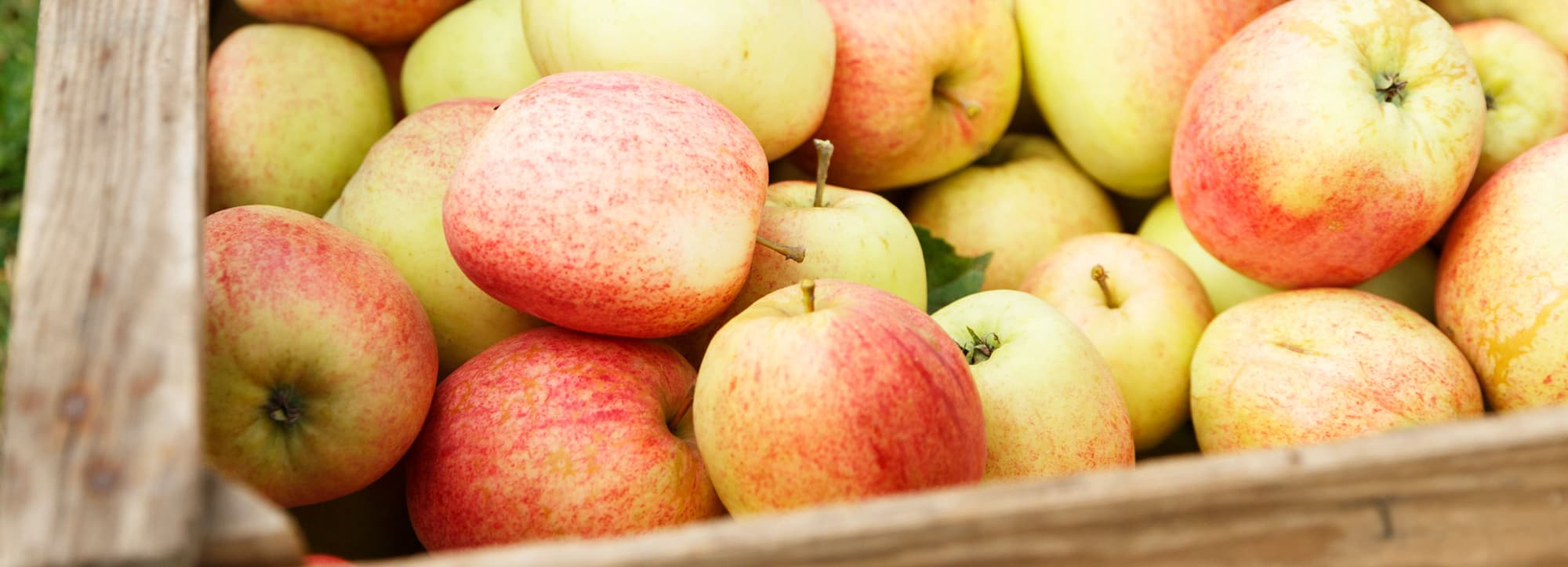 Svensk cider – en unik ciderstil