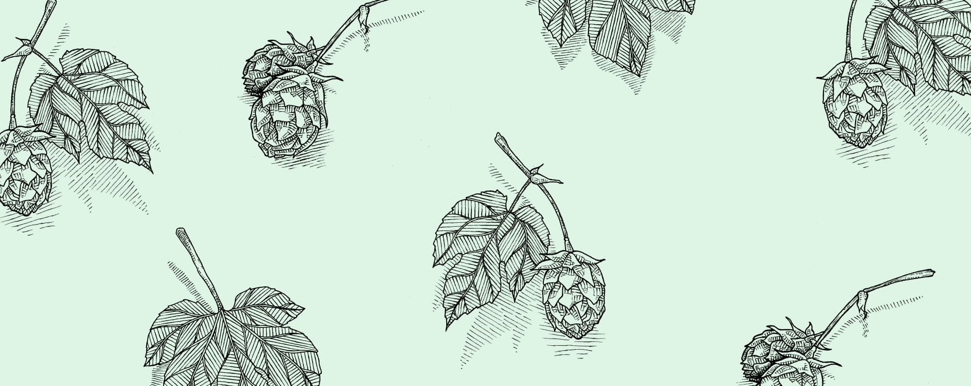 Illustration med humlekvistar.