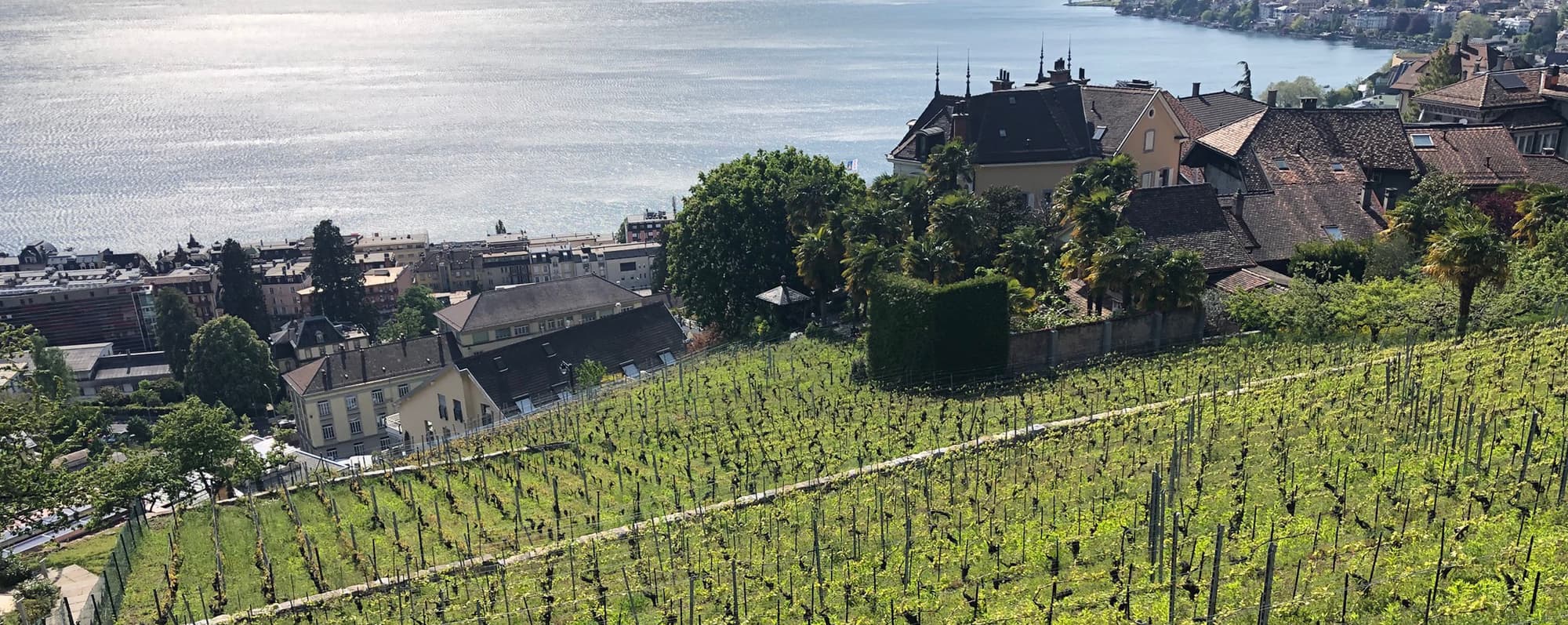 Vingård inne i staden i Schweiz. I bakgrunden syns Genevesjön.