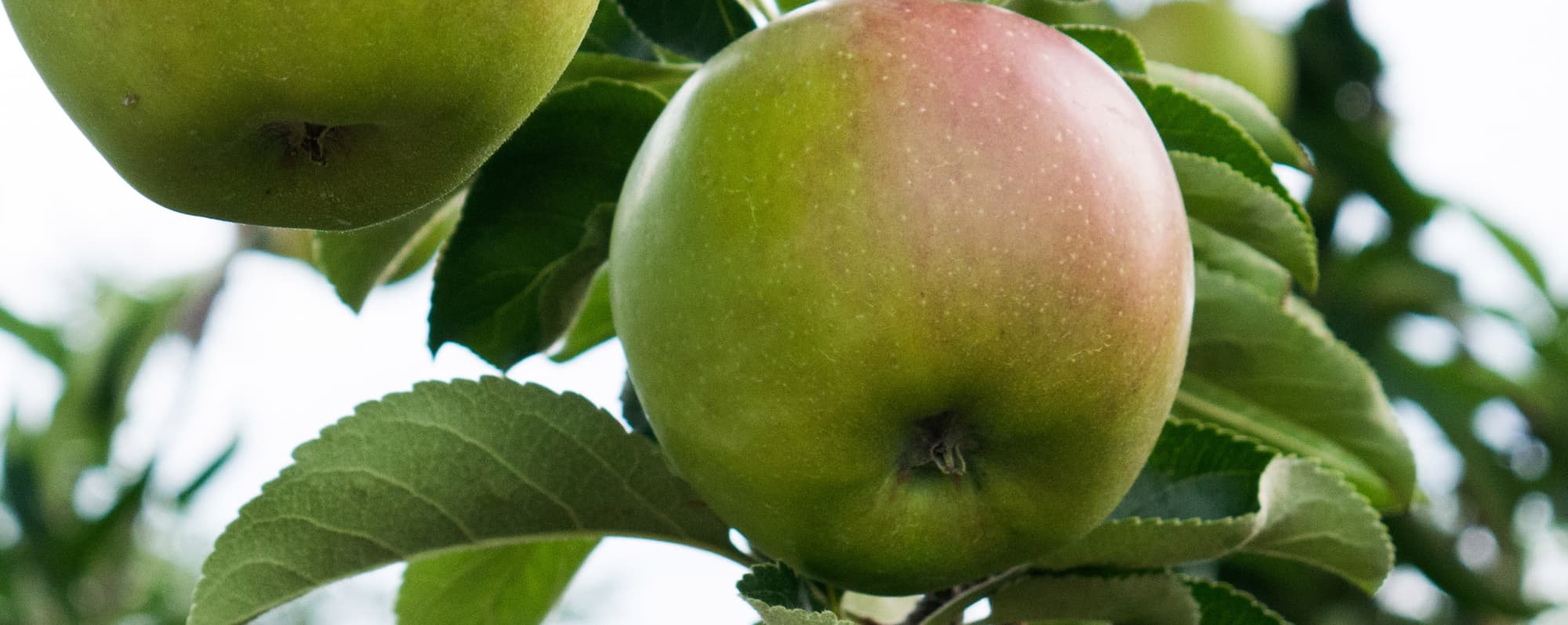 Närbild på ett äpple