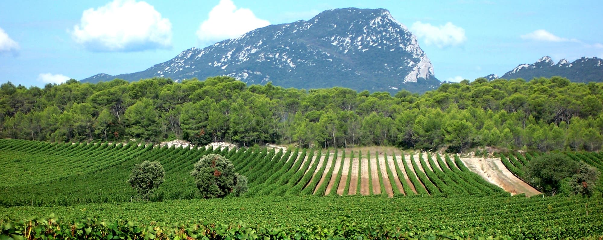 Liten vinodling i bergigt landskap i Languedoc.