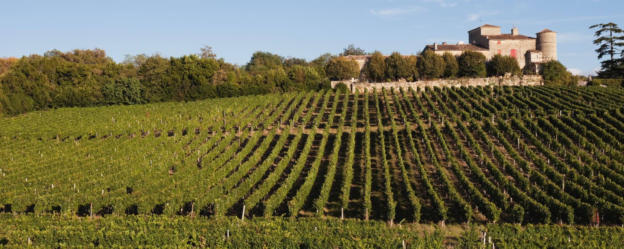 Slott i Bordeaux omgivet av vinodlingar på egendomen.