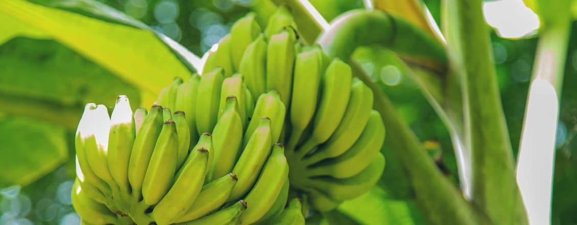 Grönaktiga bananer hänger i klasar