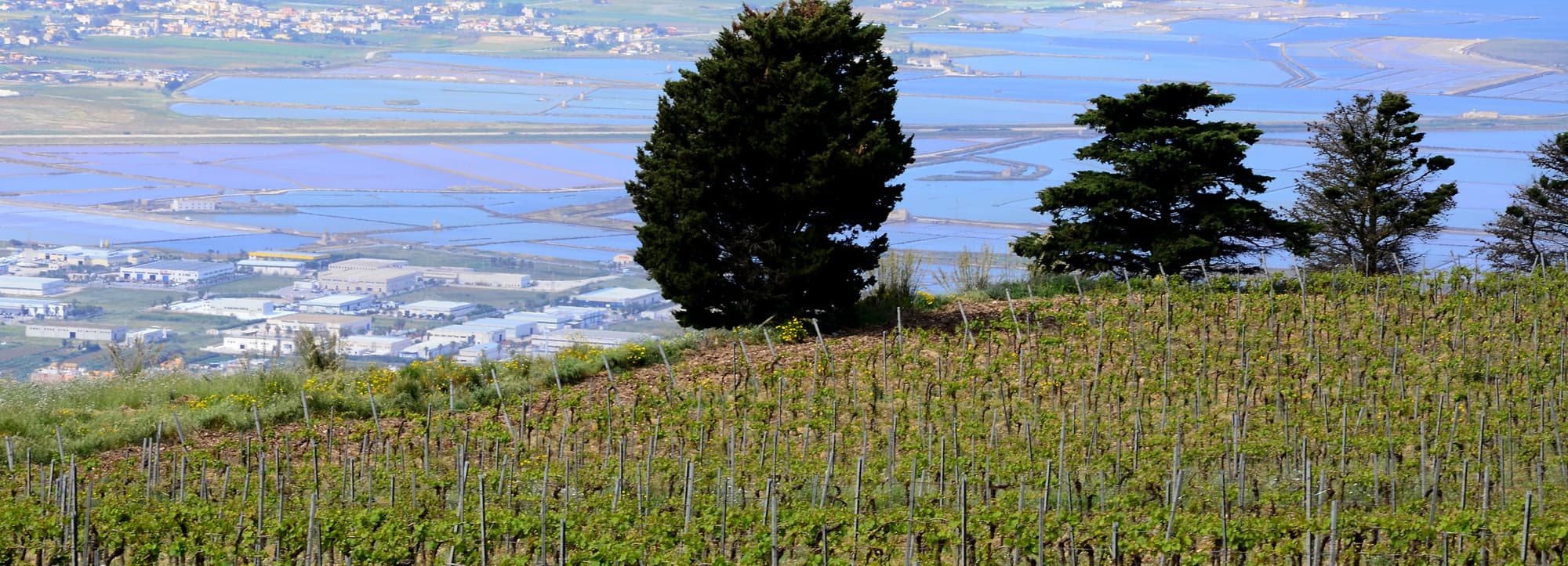 Marsala, Setubál, Vin Doux du naturel, Pommeau och andra starkviner