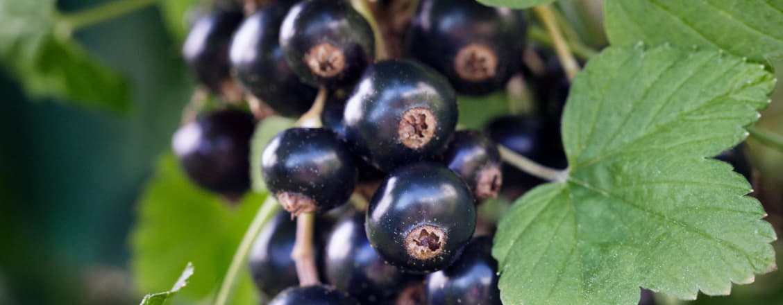Svarta vinbär växer, i närbild