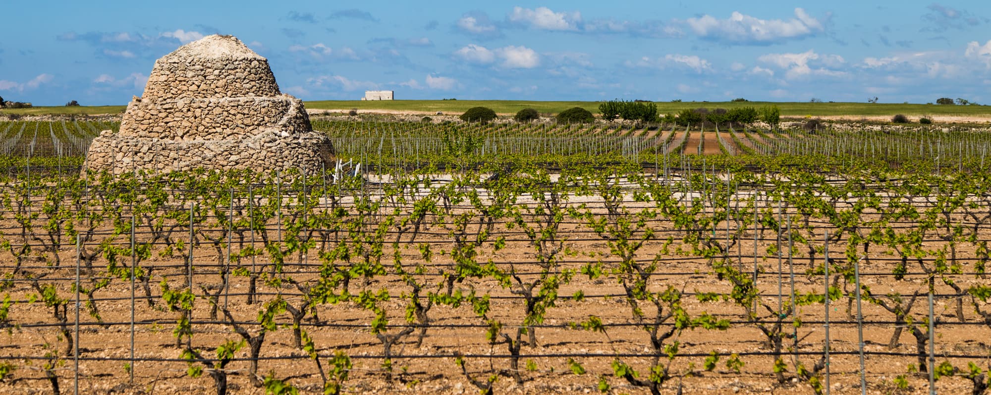 Små vinstockar i södra Italien. I mitten av vingården står ett runt torn av vit sten.