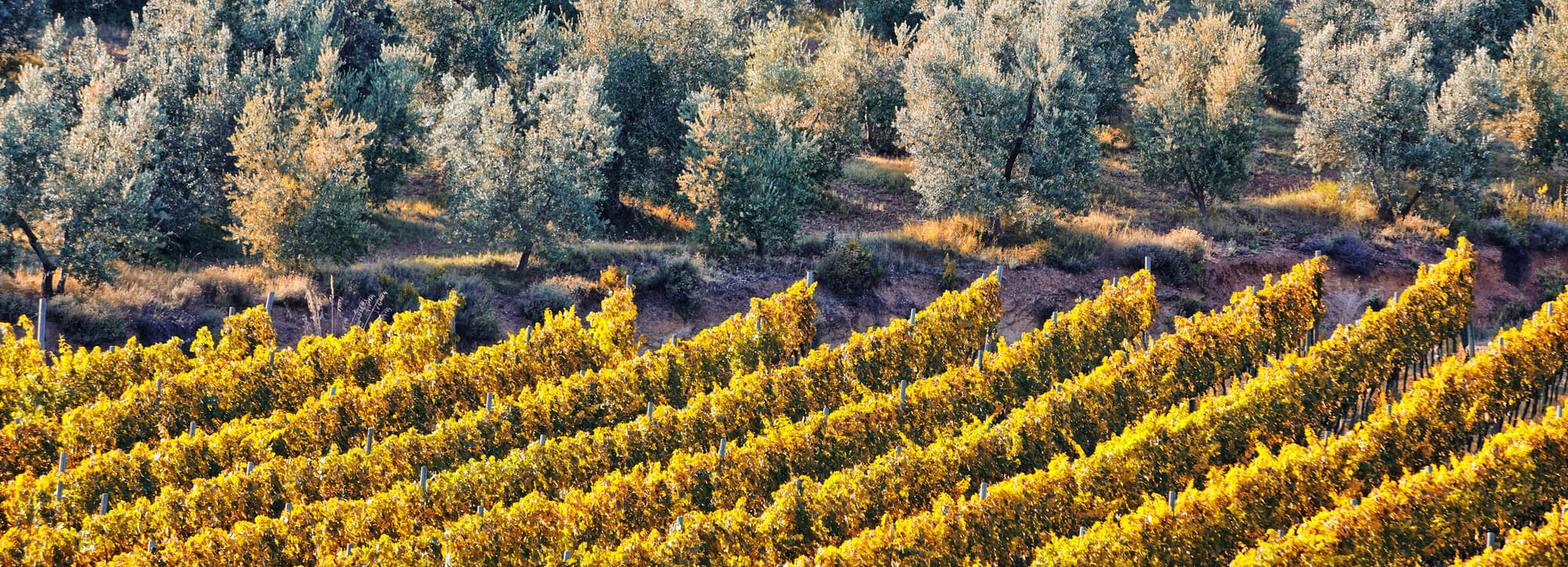 Vinlandet Italien