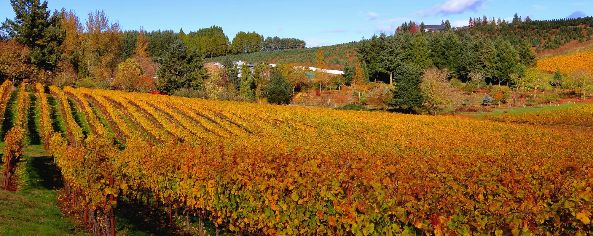 Solig sluttning i Oregon med höstgula vinrankor.