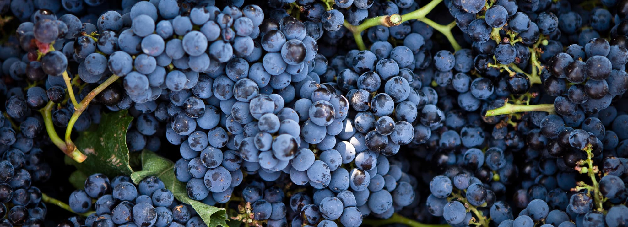 Primitivo