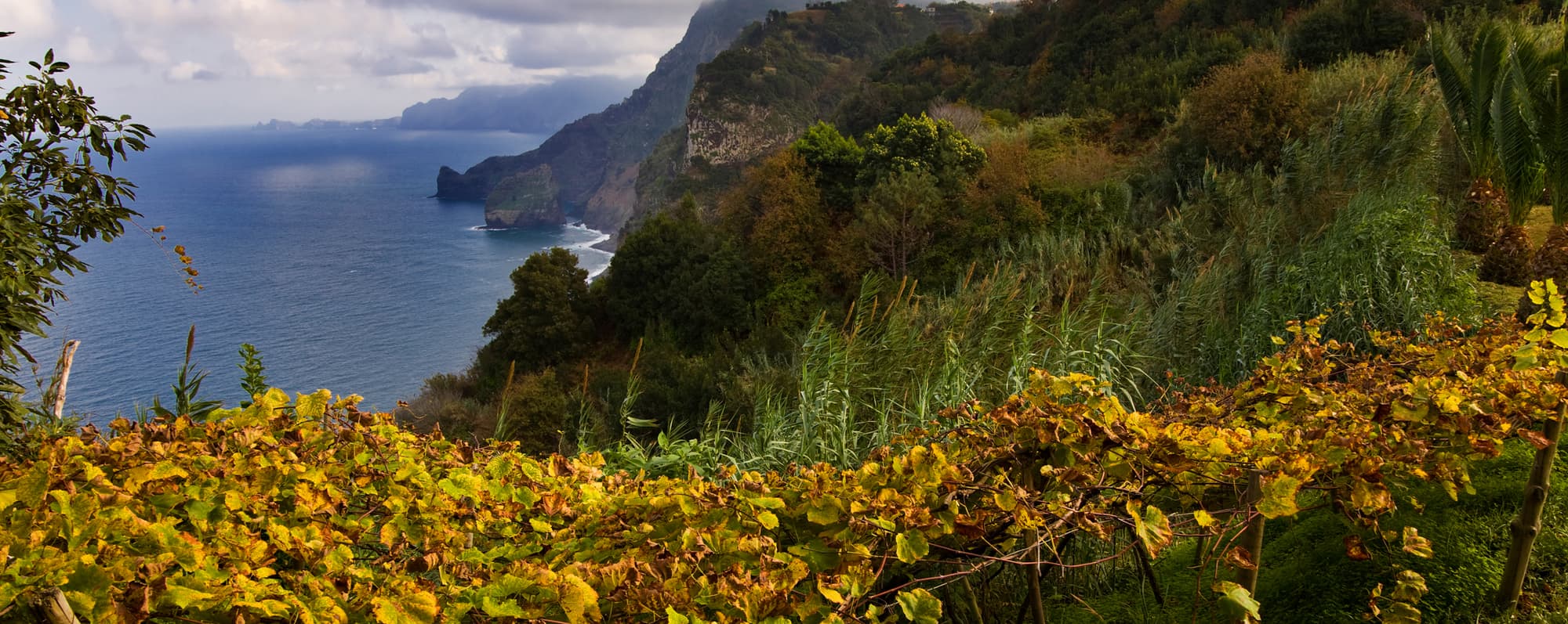 Druvodling på Madeira vid dramatisk klippa som stupar ned i Atlanten.