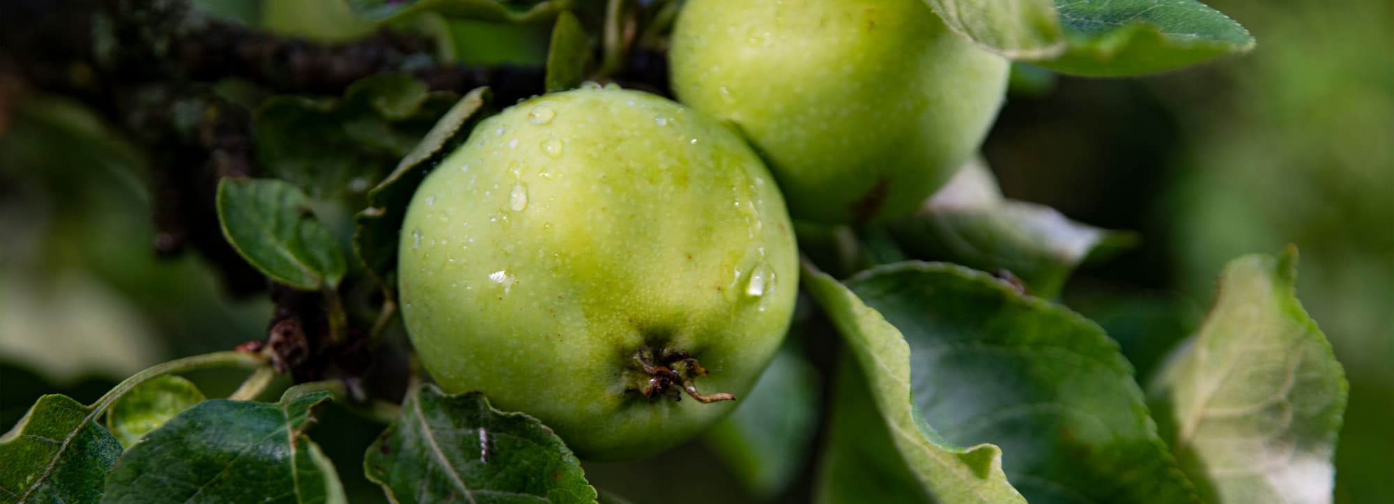 Engelsk cider – traditionell och modern