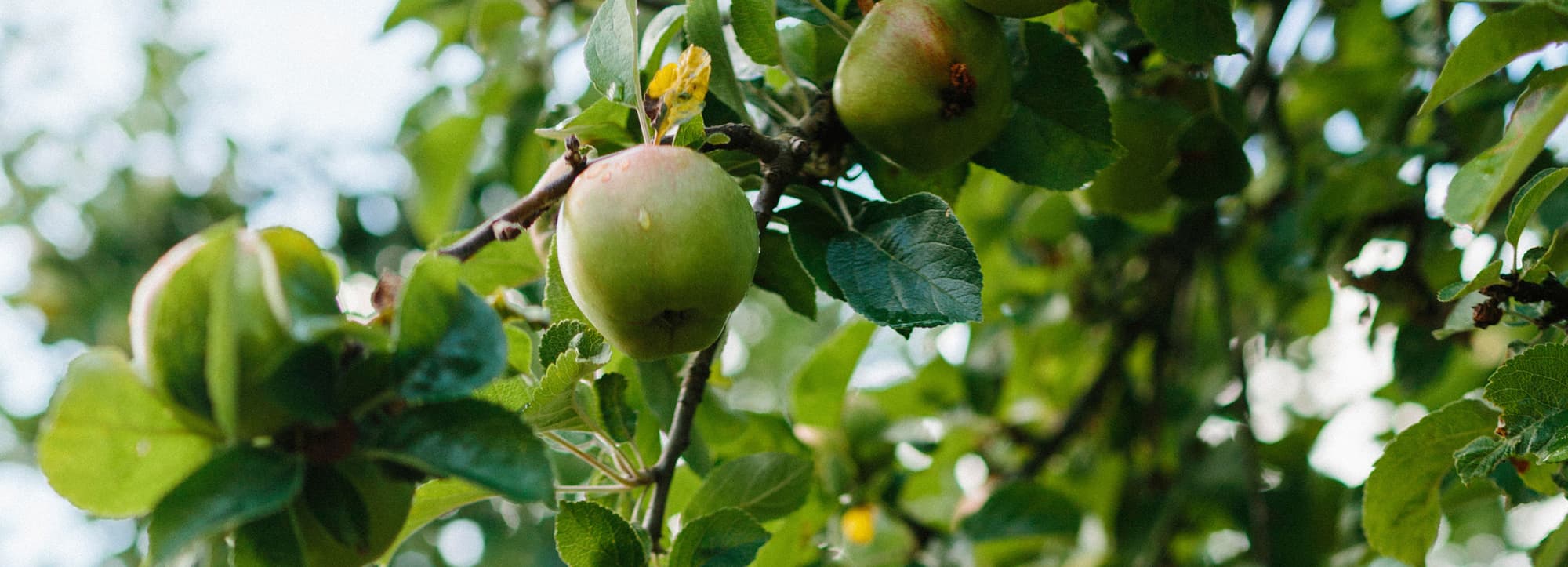 Lär dig om cidertillverkning