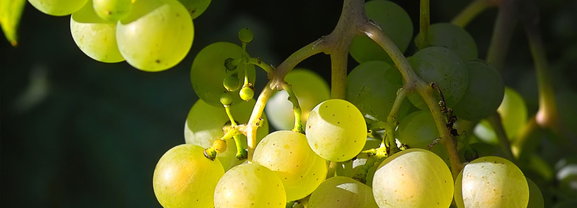 Vitt vin till mat