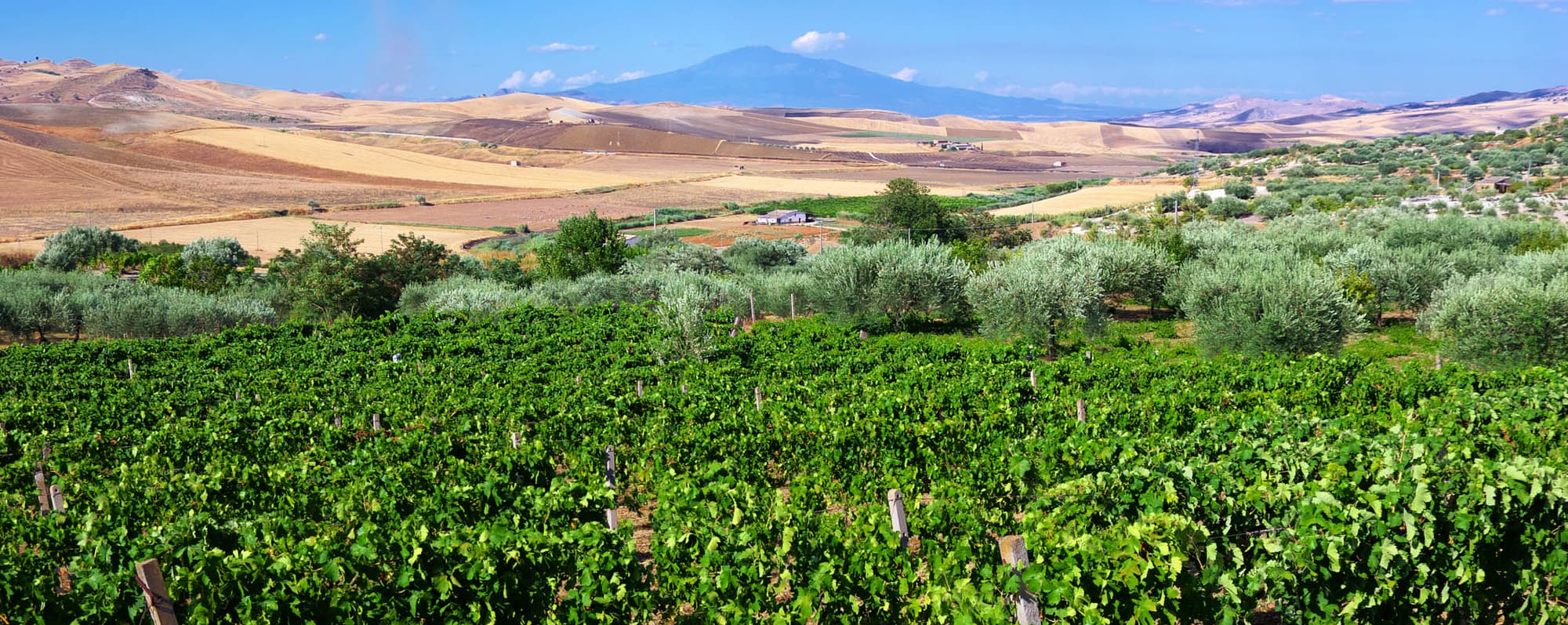 Vinrankor på Sicilien med Etna i bakgrunden.