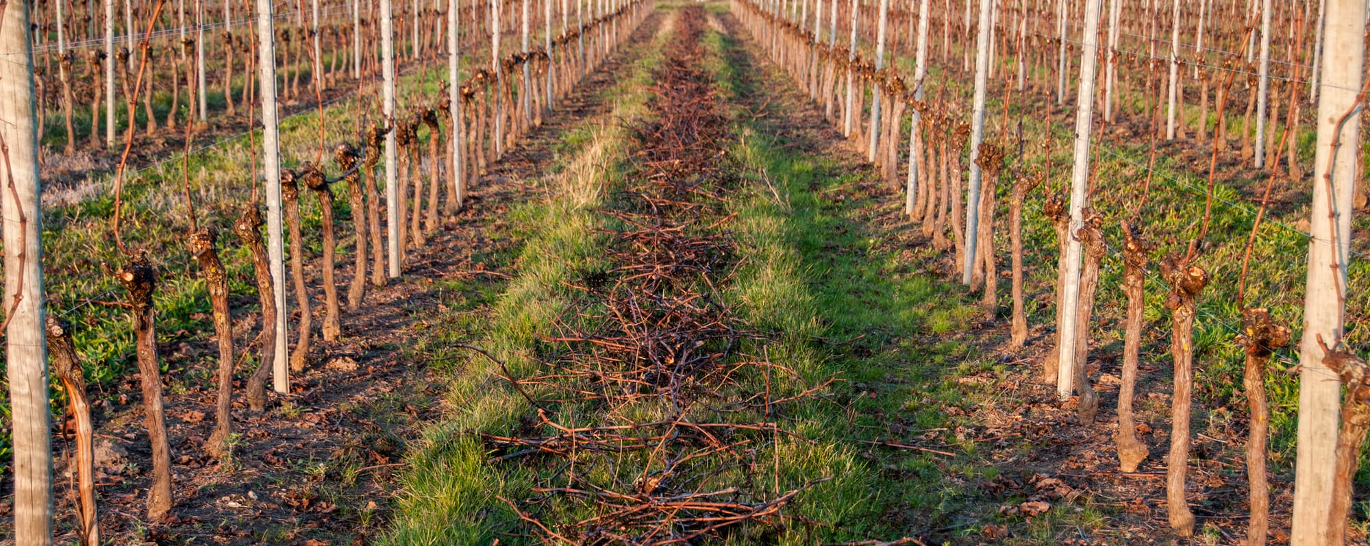 Avklippta grenar på marken mellan rader av vinrankor i Dordogne.