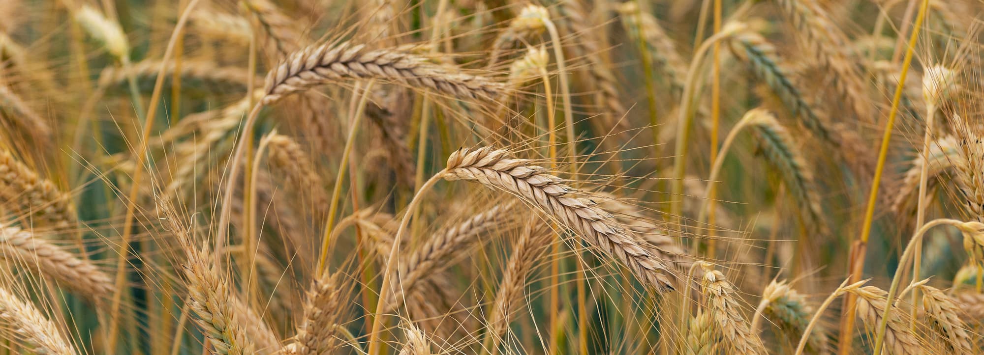 Glutenfri öl: Närbild av kornfält.